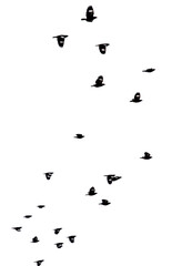 A flock of birds flying in the sky