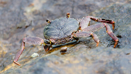 A crab is walking on a rock