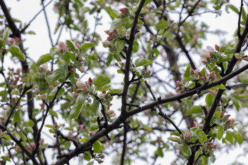 Pink apple blossoms against the sky. Blooming apple tree in the garden.