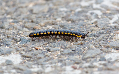 A black and yellow striped bug is walking on a gray surface