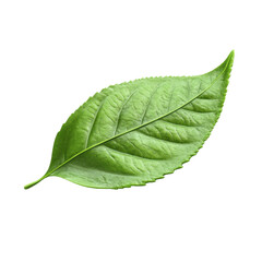 Obraz premium 3D render of soft green tea leaf with transparent background in minimalist style.