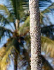 Fototapeta premium A tree with a trunk that is covered in moss