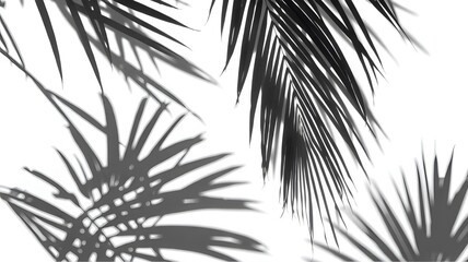 Obraz premium palm tree silhouette