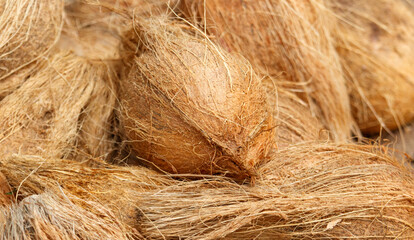 A bunch of coconuts with their husks still on