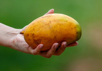 A person is holding a ripe mango in their hand