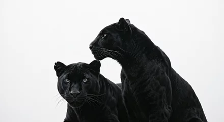 Fototapete 2 black panthers © Иван Чепкасов