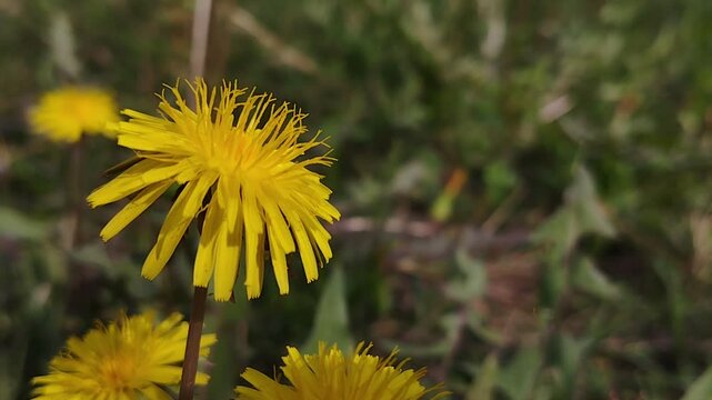 Close Up Mniszek pospolity blowing in the wind Spring Season