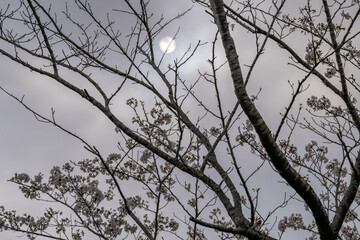 満月と桜の木