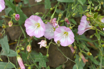Field bindweed or Convolvulus arvensis or European bindweed or Creeping Jenny with open flowers surrounded with dense green leaves, closeup of Field bindweed flower