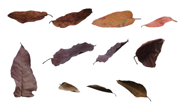 Seasonal dry leaves, isolated for decoration, invitation cards, wedding, decorative elements, wallpaper, transparent background