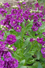 Purple Hoary Stock, Purple Hoary Stock or Matthiola Incana is a member of the Brassicaceae family of flowering plants. It's also commonly known as Brompton Stock, Common Stock, Purple flower in garden