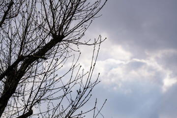 曇天の空に伸びる木