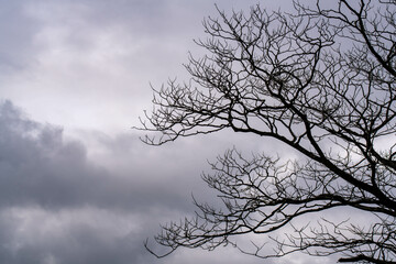 曇天の空に伸びる木