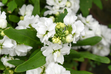 White Hoary Stock, White Hoary Stock or Matthiola Incana is a member of the Brassicaceae family of flowering plants. It's also commonly known as Brompton Stock, Common Stock, White flower in garden