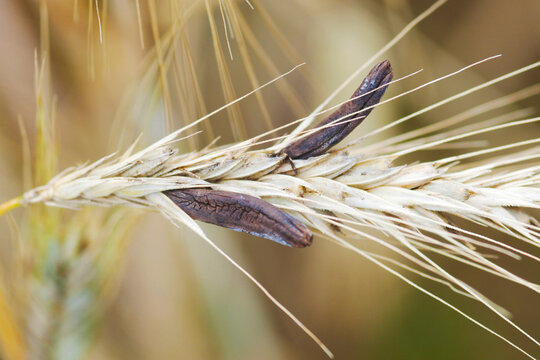 Mutterkorn,  Claviceps purpurea, Roggen&auml;hre