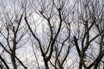 曇天の空に伸びる木