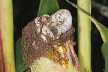 Maisbeulenbrand,  Ustilago maydis, Maiskolben
