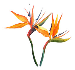 Fototapeta premium birds of paradise isolated white
