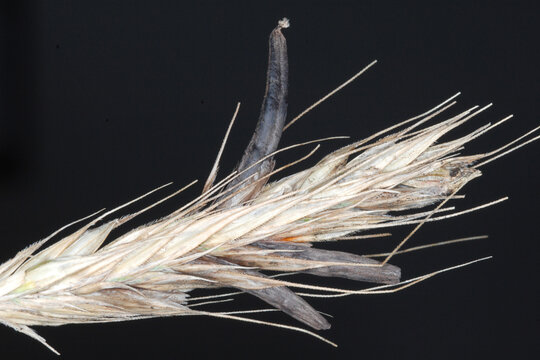 Mutterkorn,  Claviceps purpurea, Roggen&auml;hre