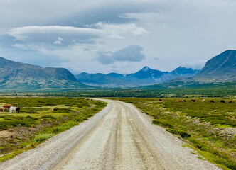 Grimsdalen gravel road with view of Rondane mountains and grazing cattle in Norway