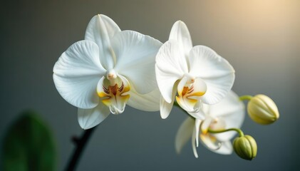 Naklejka premium Delicate white orchid blossom, pristine background, minimal, beauty, graphic