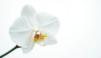 Delicate white orchid blossom, pristine petals against pure white backdrop, elegant, high resolution