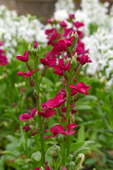 Red Hoary Stock, Red Hoary Stock or Matthiola Incana is a member of the Brassicaceae family of flowering plants. It's also commonly known as Brompton Stock, Common Stock, Red flower in garden