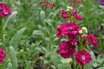 Red Hoary Stock, Red Hoary Stock or Matthiola Incana is a member of the Brassicaceae family of flowering plants. It's also commonly known as Brompton Stock, Common Stock, Red flower in garden
