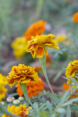 Yellow red french marigold flower blossom in garden, Yellow red french Mari Gold flowers for decorate garden, Close up of beautiful small marigold flower in garden. Marigold flowers bloom in nature