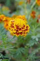 Yellow red french marigold flower blossom in garden, Yellow red french Mari Gold flowers for decorate garden, Close up of beautiful small marigold flower in garden. Marigold flowers bloom in nature