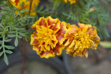 Yellow red french marigold flower blossom in garden, Yellow red french Mari Gold flowers for decorate garden, Close up of beautiful small marigold flower in garden. Marigold flowers bloom in nature