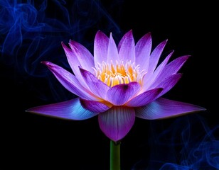 White blossom of nymphaea alba flower with black background