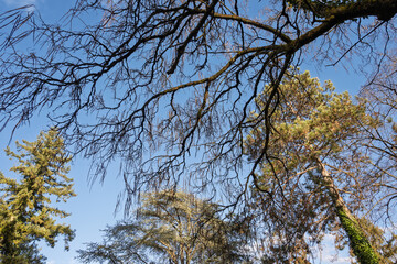beaux arbres en hiver, ciel bleu