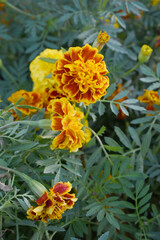 Yellow red french marigold flower blossom in garden, Yellow red french Mari Gold flowers for decorate garden, Close up of beautiful small marigold flower in garden. Marigold flowers bloom in nature