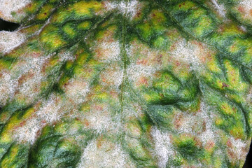 Echter Mehltau; Tomate; Oidium lycopersici