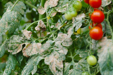 Echter Mehltau; Tomate; Oidium lycopersici