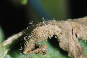 Graufäule, Botrytis cinerea am Tomatenblatt