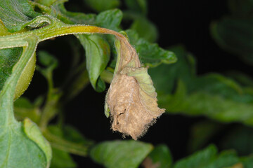 Graufäule, Botrytis cinerea am Tomatenblatt