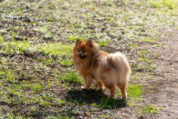 A small dog with a fluffy tail is standing in a grassy field. The dog is brown and has a black nose