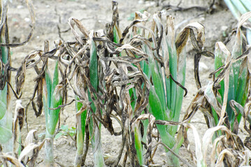 Falscher Mehltau Zwiebeln,  Peronospora destructor