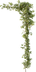 ivy, climbing plant, wall plant, vine, edge plant
