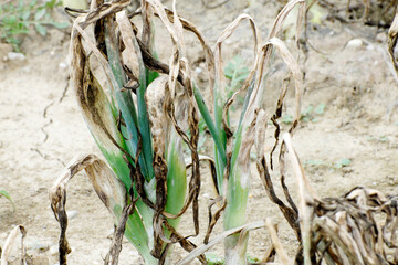 Falscher Mehltau Zwiebeln,  Peronospora destructor