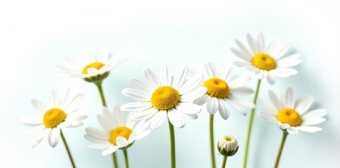 Fototapeta premium Chamomile flowers isolated on white background with crisp details, full depth of field, chamomile, plant