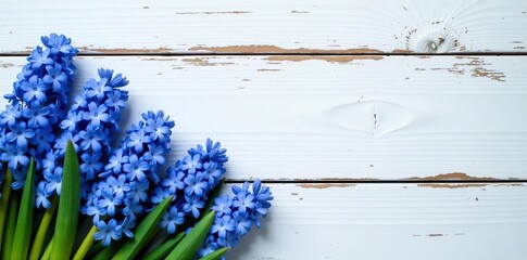 Obraz premium Blue hyacinths in symmetrical rows on white distressed wood surface, natural beauty, orderly, floral arrangement, blue, rows
