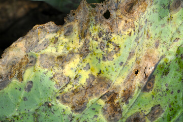 Kohlschwärze,  Alternaria  brassicae an Kohlpflanzen