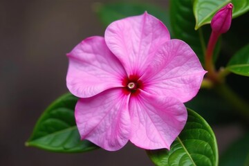 Close up of a vibrant pink periwinkle flower in full bloom with delicate petals and a vibrant center,  petals, periwinkle