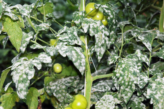 Echter Mehltau; Tomate; Oidium lycopersici