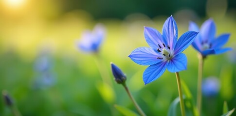 Close-up of vibrant blue Gentian flowers blooming in a meadow,  wildflowers,  blue