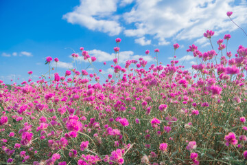 Obraz premium flower garden