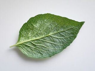 Obraz premium Fresh and natural crisp green lettuce leaf isolated on a pure white background showcasing its textural details
